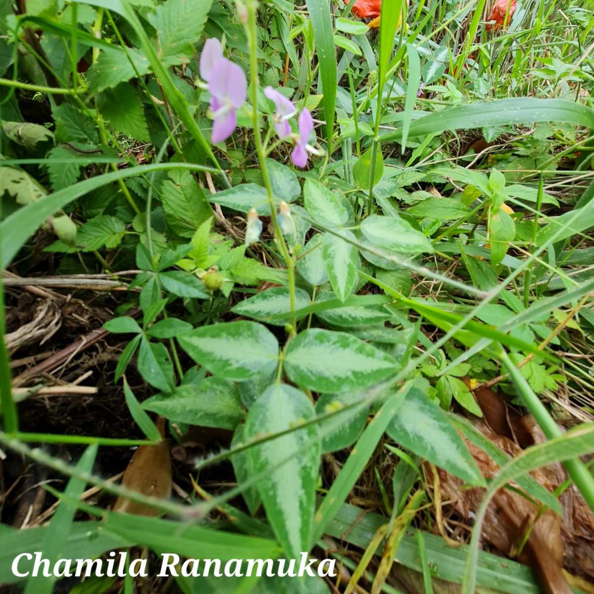 Desmodium uncinatum (Jacq.) DC.